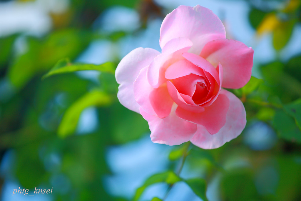 Autumn rose 2