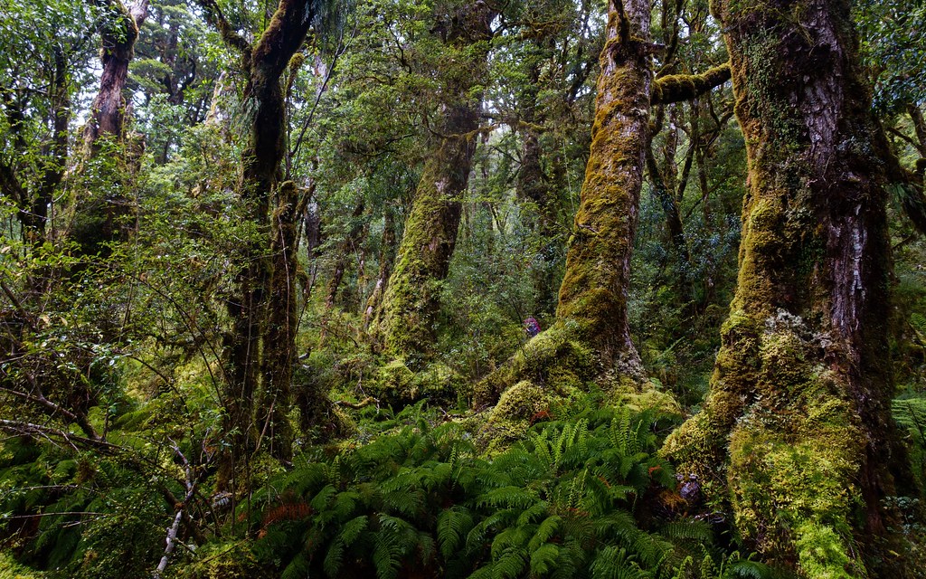 Fiordland rainforest