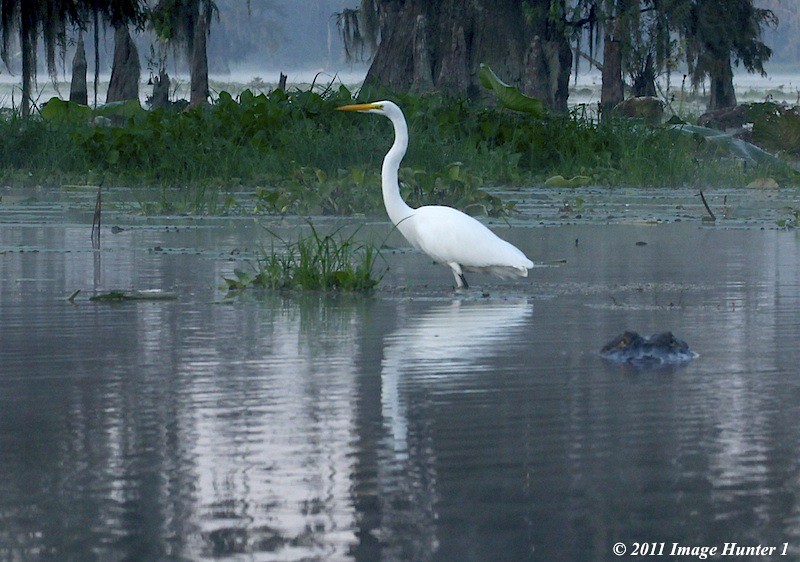 Great Egret - Alligator - Lake Martin, Louisiana