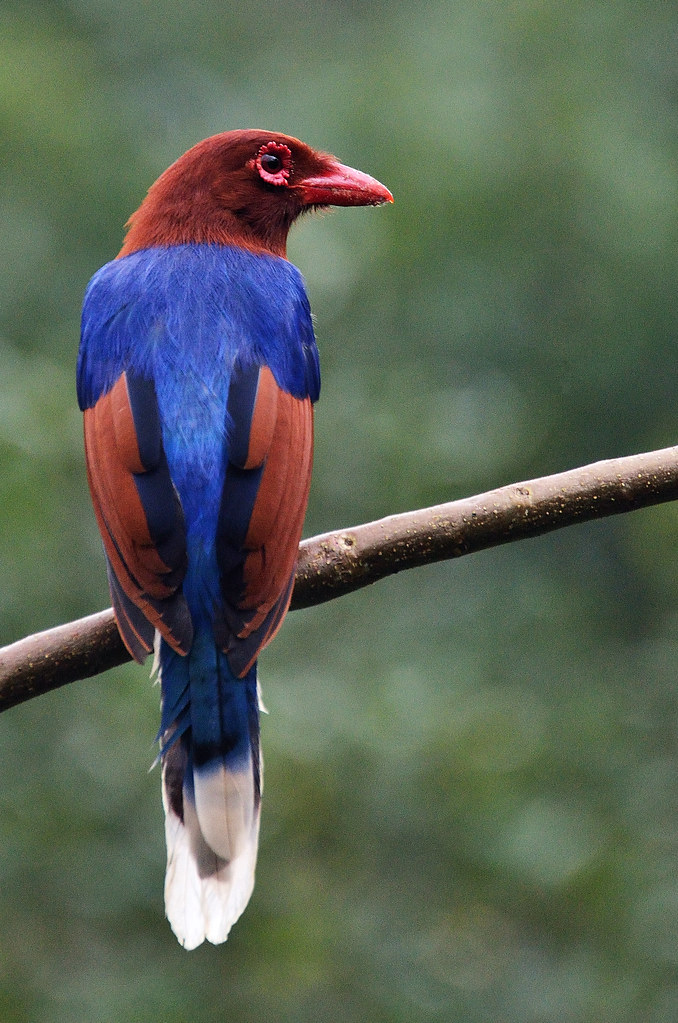 Blue Magpie - Sri Lanka @ Sinharaja Rainforest