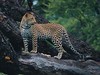 Singita Leopard