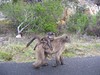BaboonMother and Child