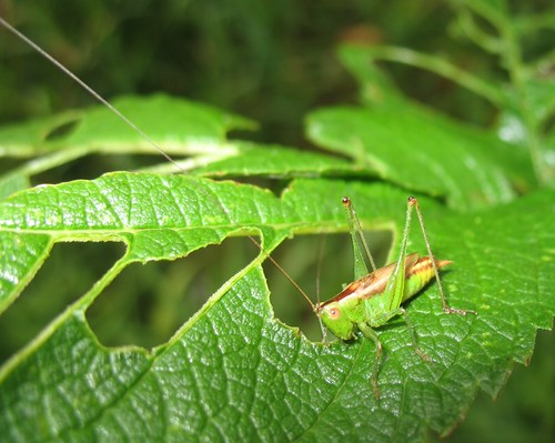 Immature katydid