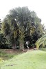 un parc paysagé arboré où se côtoient agrumes, palmiers royaux, bambous, manguiers, papyrus, arbres à pain
