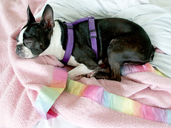 Lettie - Pretty in Pink