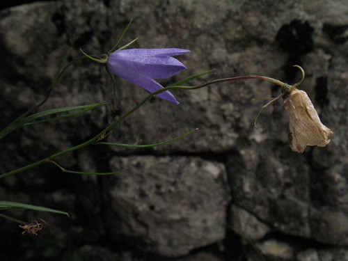 harebell