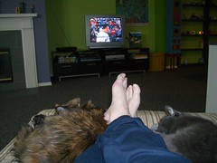 So my cats aren't baseball fans...