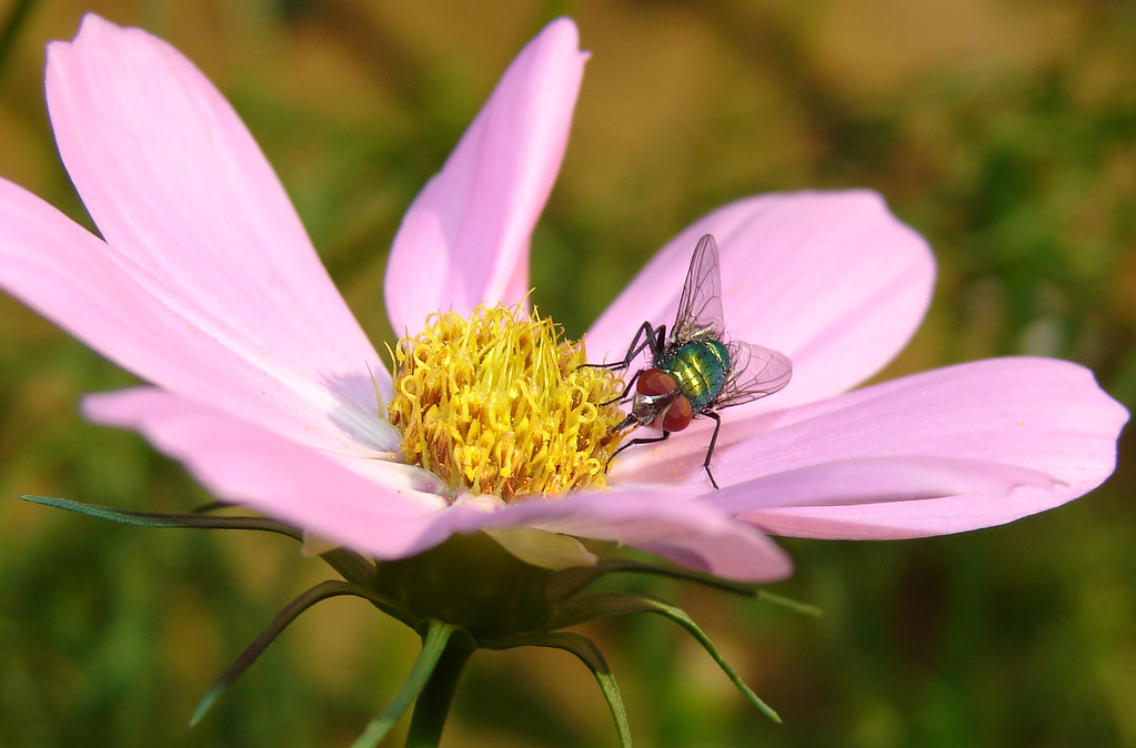 Toomba Fly H1 Photos - Tomato & Fly | DPReview Forums