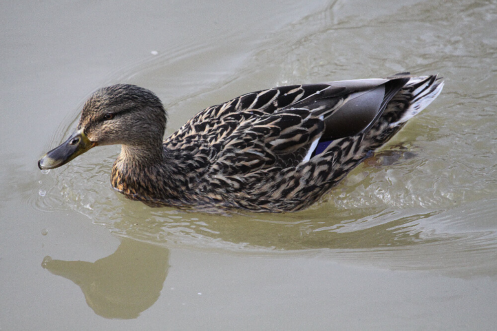 Mighty Ducks