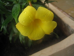 Flower :)