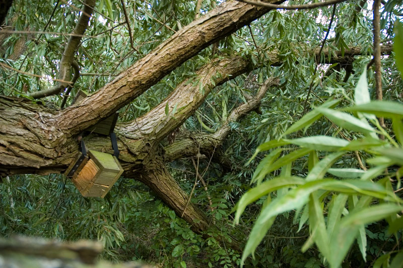 willow_5282_web