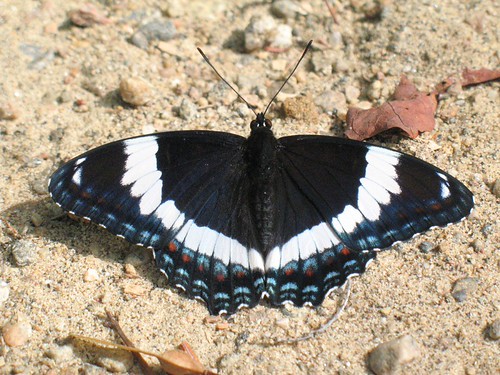 Limenitis arthemis