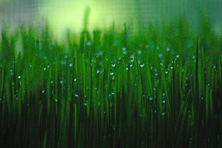 wheat grass with dew