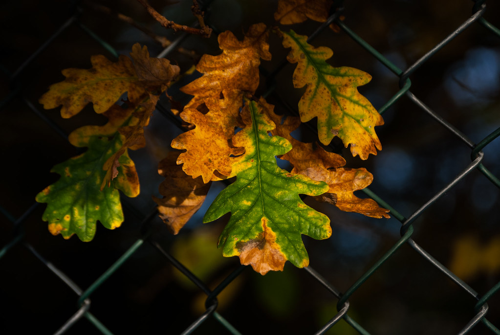 Last Autumn
