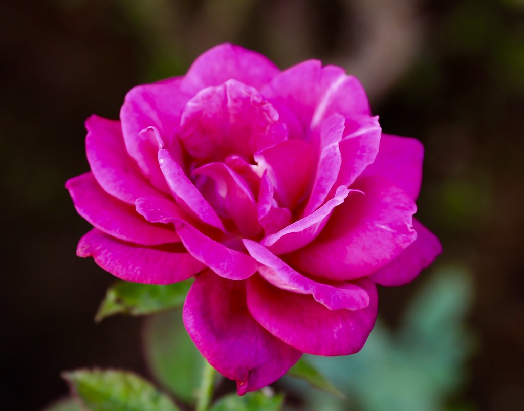 Rose in late autumn