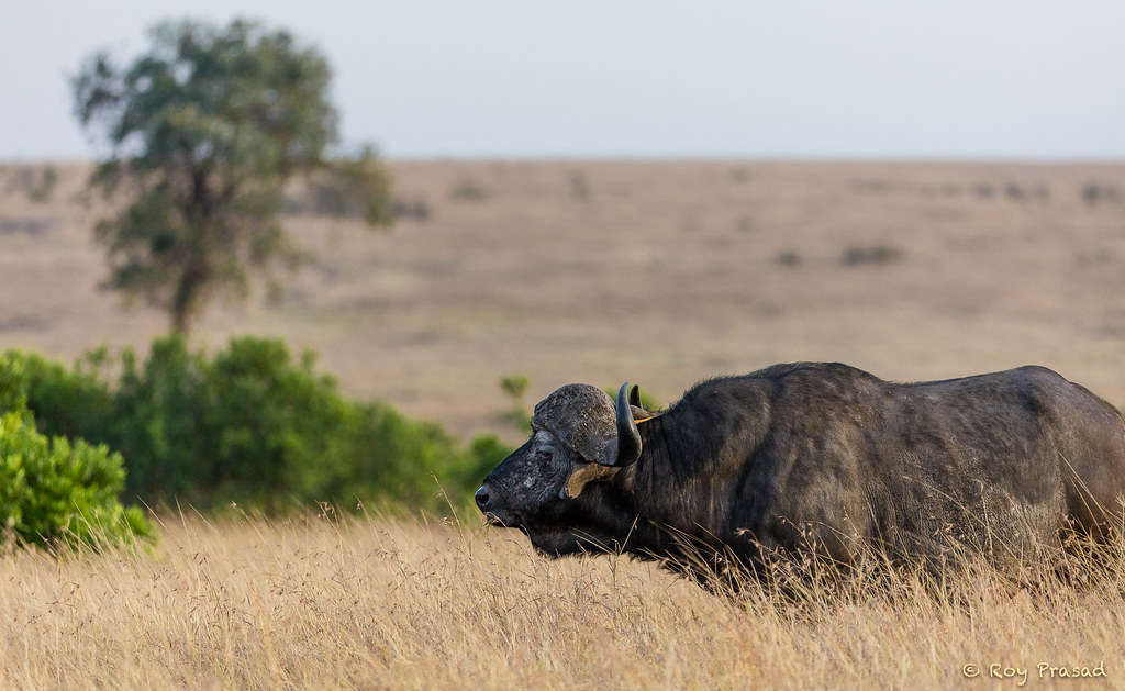 Buffalo [D10-0101]
