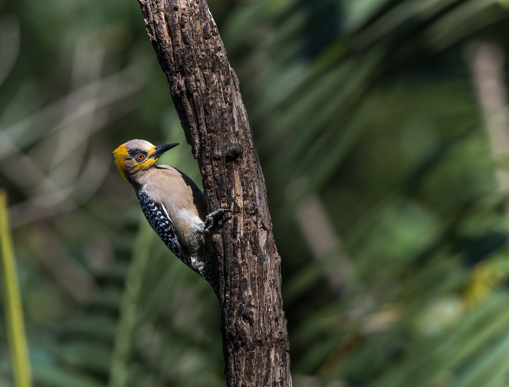 Golden-cheeked Woodpecker (F), Pic El&eacute;gant (F), Carpintero Enmascarado (H), Melanerpes Chrysogenys