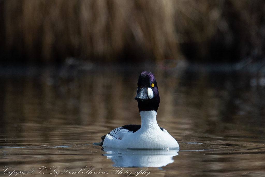 Common Goldeneye (m)