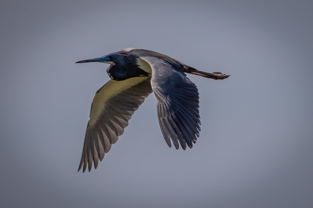 fly moment captures