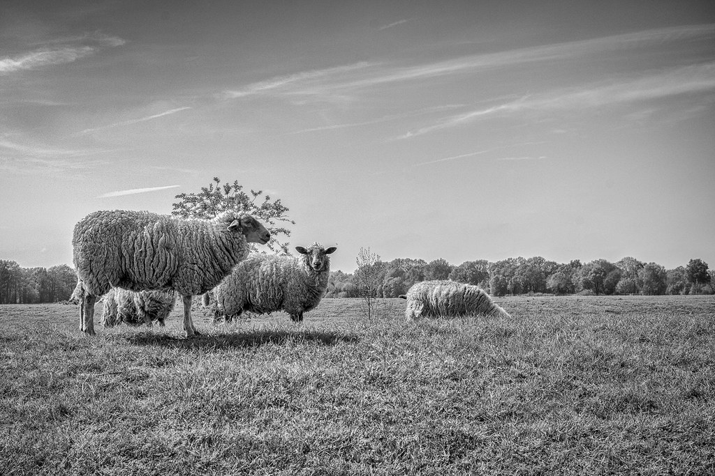 Sheep on the Dyke