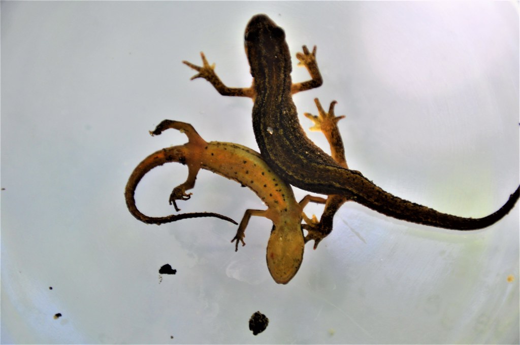 NEDERLAND, NETHERLANDS, HOLLAND, PAYS-BAS, HOLANDA, PAISES BAJOS, Barendrecht, Un pueblo llamado Barendrecht, A town called Barendrecht, Une ville appel&eacute;e Barendrecht, LAGARTIJAS, LEZARDS , LIZARDS, HAGEDISSEN, ECHSEN, LAGARTO, Lacertidae,