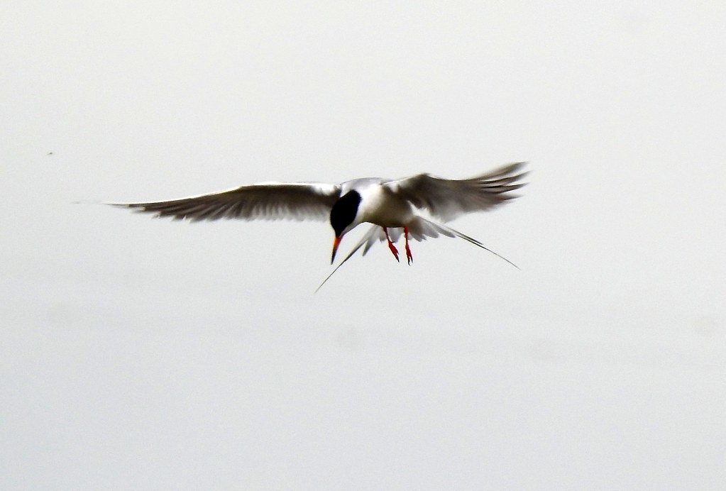 Forster's Tern