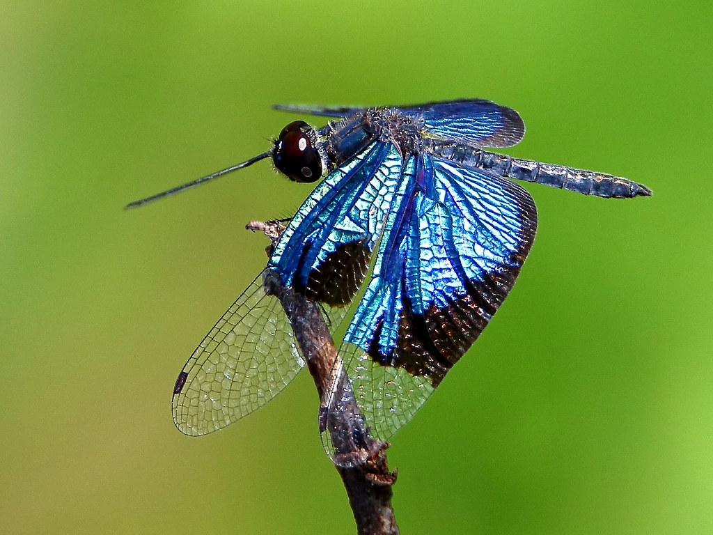 Jewel Flutterer (Rhyothemis resplendens)