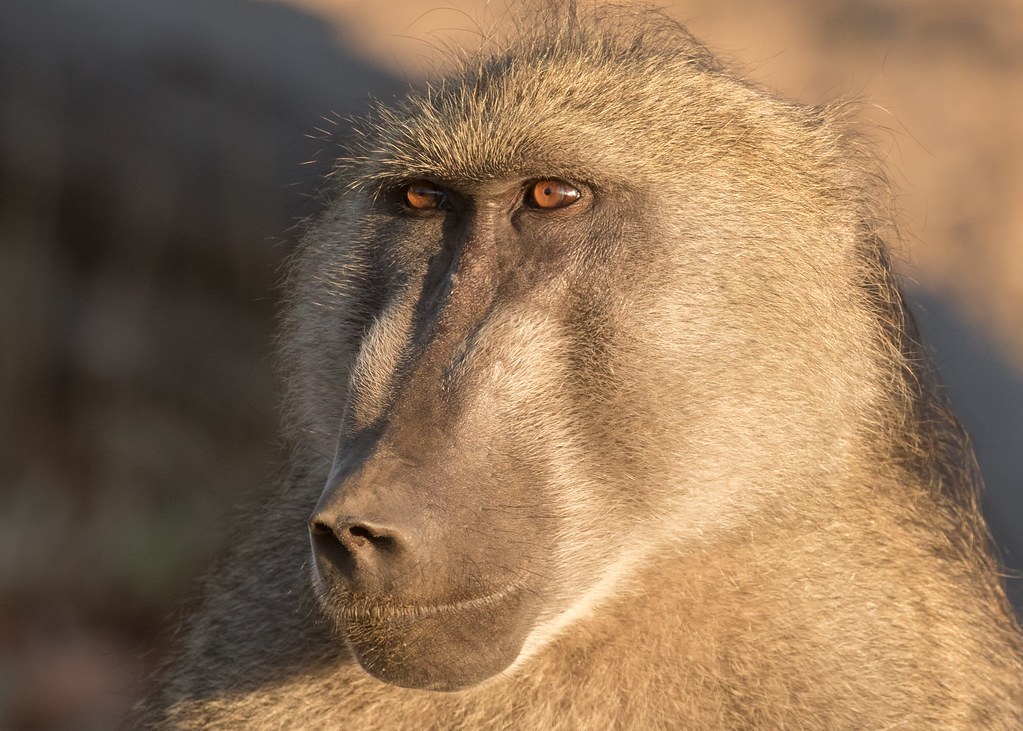 Chacma Baboon - Papio ursinus