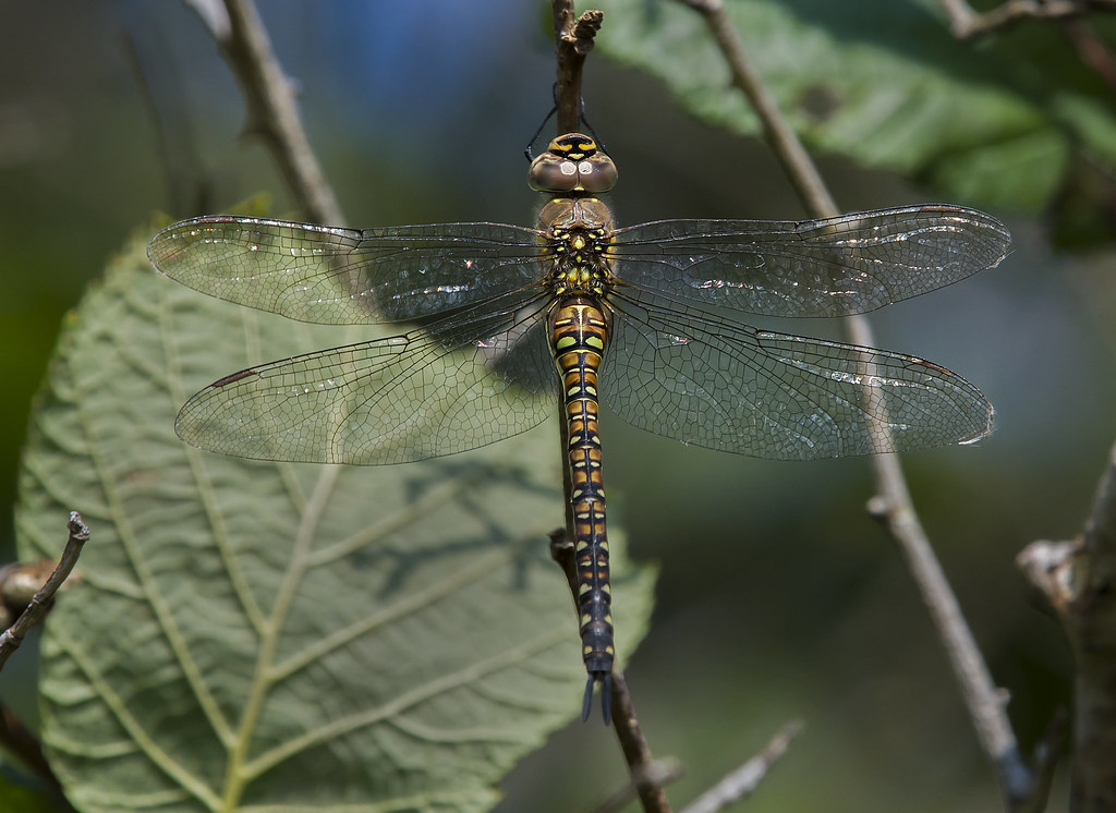Migrant-Hawker-female