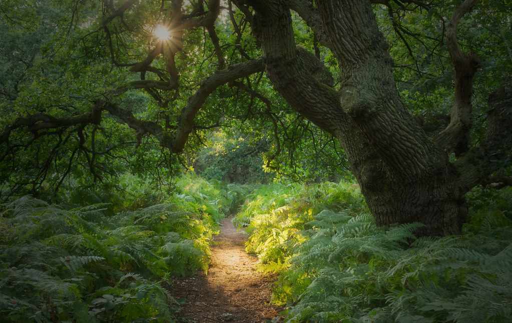 Guardian of the Path
