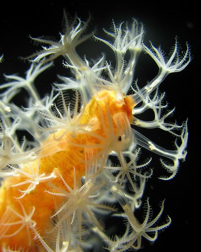 Polype de corail mou ❤️  www.babou-plongee.com