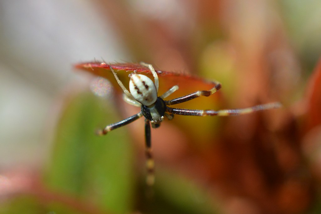 Crab fishing! Misumena vatia (Male)
