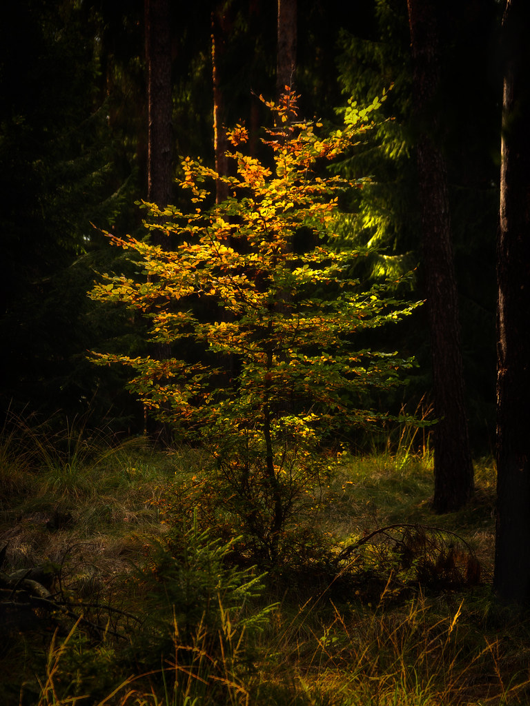 Longing for light - Sehnsucht nach Licht
