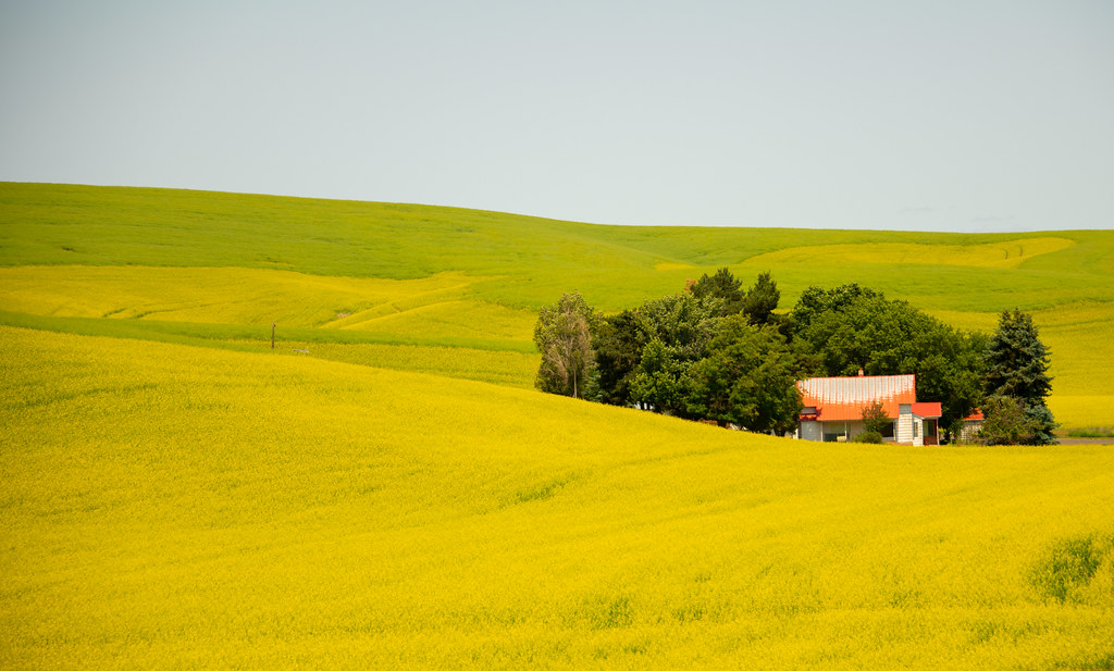 Canola country