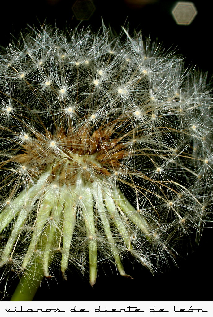 vilanos de diente de le&oacute;n