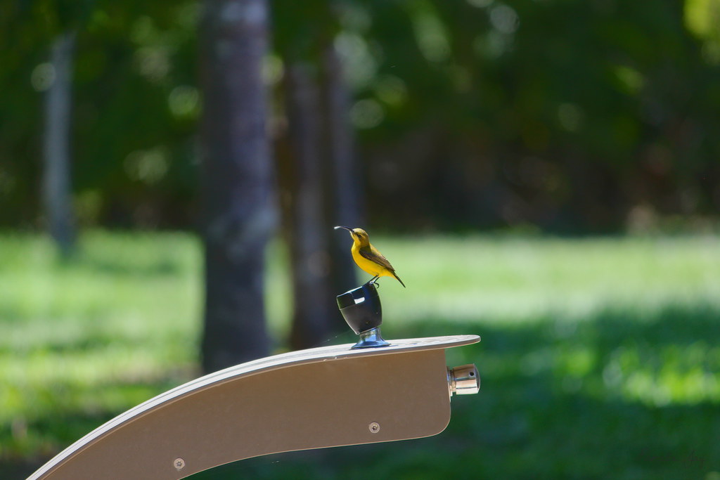 The Olive-backed Sunbird - Cinnyris jugularis - Yellow-bellied Sunbird