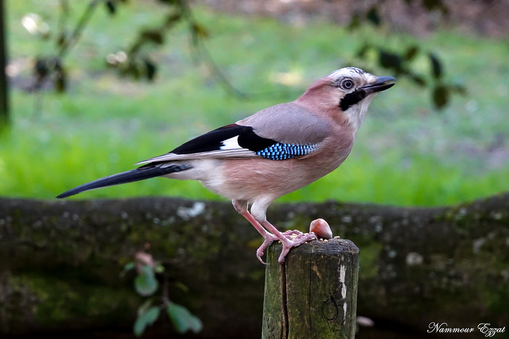 Geai des ch&ecirc;nes - Garrulus glandarius