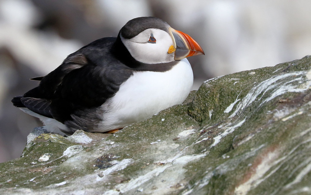 Puffin