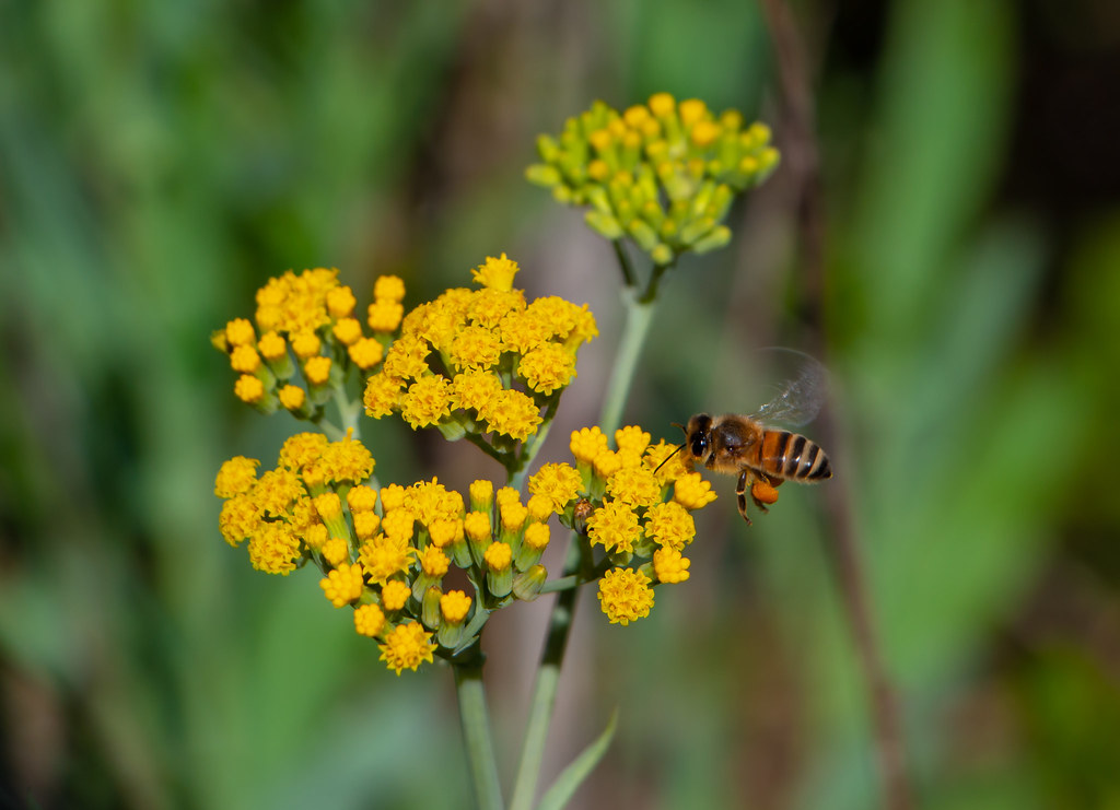 The hum of bees is the voice of the garden!