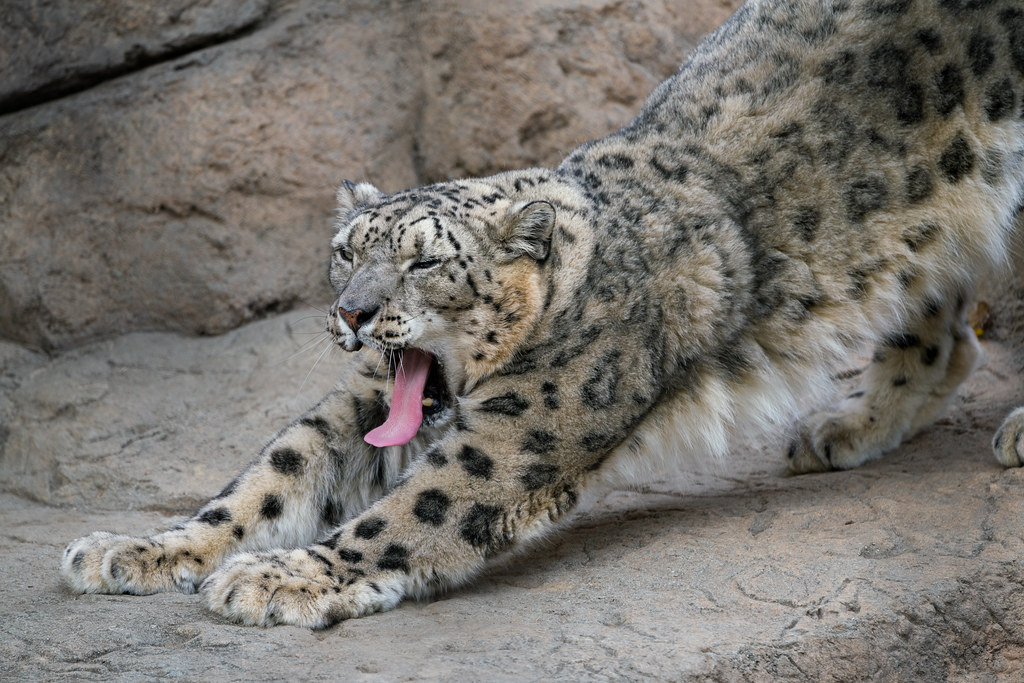Snow leopard stretch