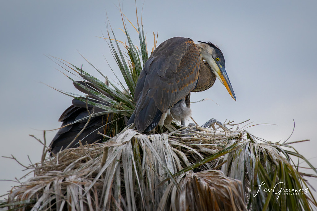 Nesting