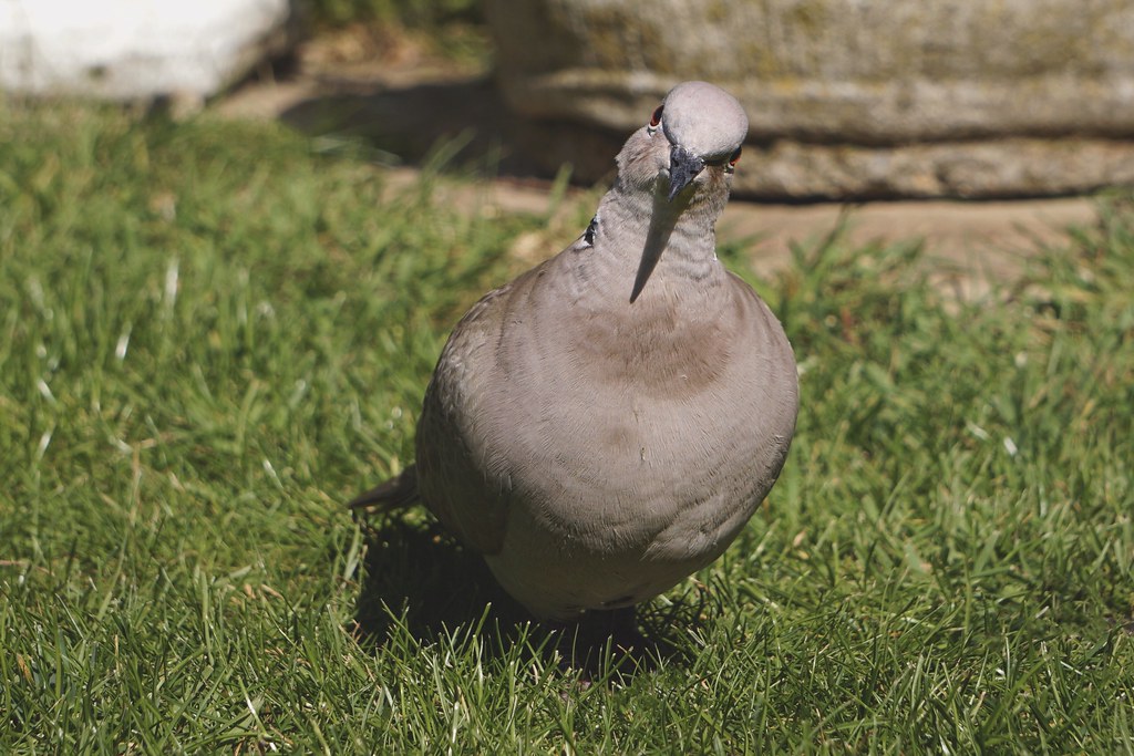 Dove Love