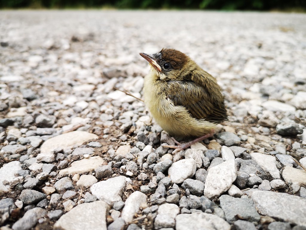 Chick