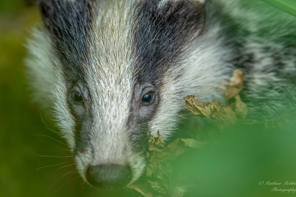 Badger Cub portrait - Private land I'm fortunate to have permission for