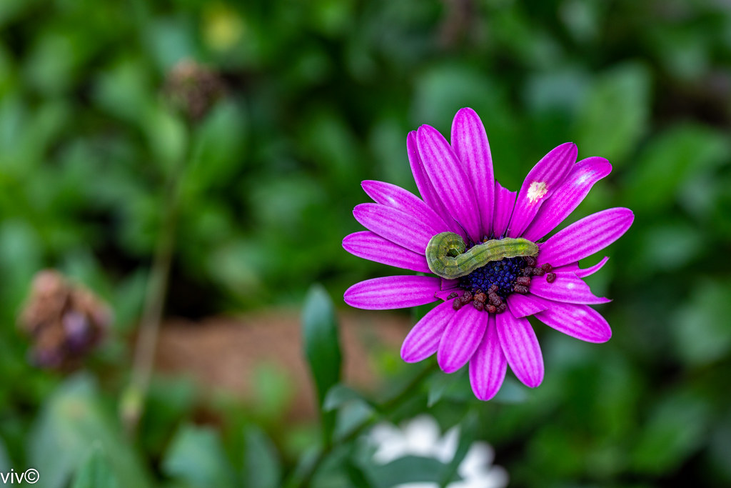 Nature at work - larva from Icilius blue butterfly's eggs that were deposited at bud stage, feasting on host