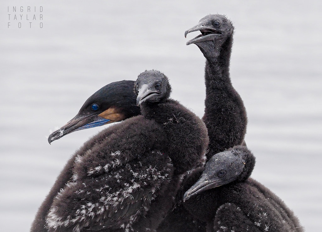 Cormorant Family Portrait