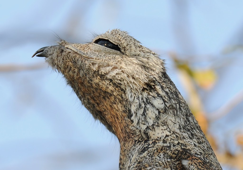 Portrait of a Great Potoo