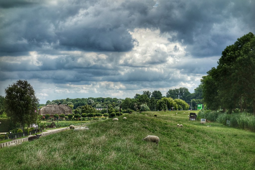 Dike and sheep
