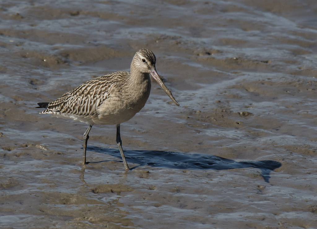 Bar-tailed godwit (Limosa lapponica)