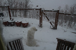 Mavis enjoying the snow
